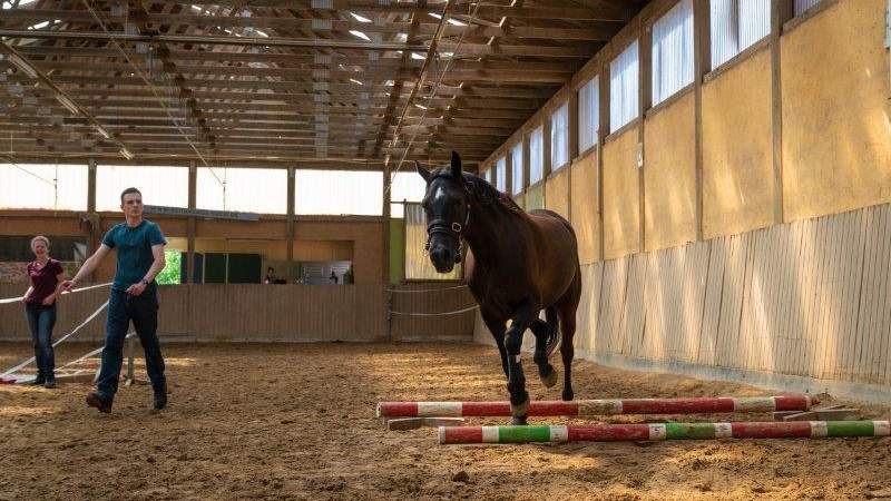 Talk to the horse!