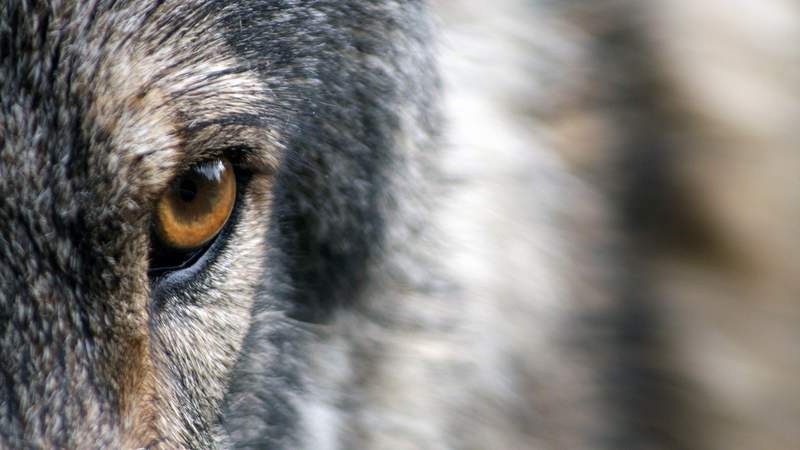 Online Krimi Teamevent - Die Akte "Wolf"