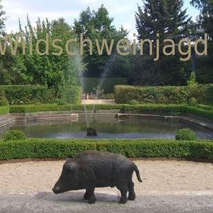 Wildschweinjagd Wildschweinjagd - Tagespaket
