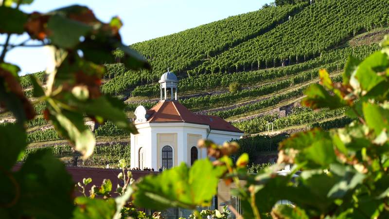 Erlebnisweingut Schloss Wackerbarth weingut, weinprobe, weinstraße, wackerbarth