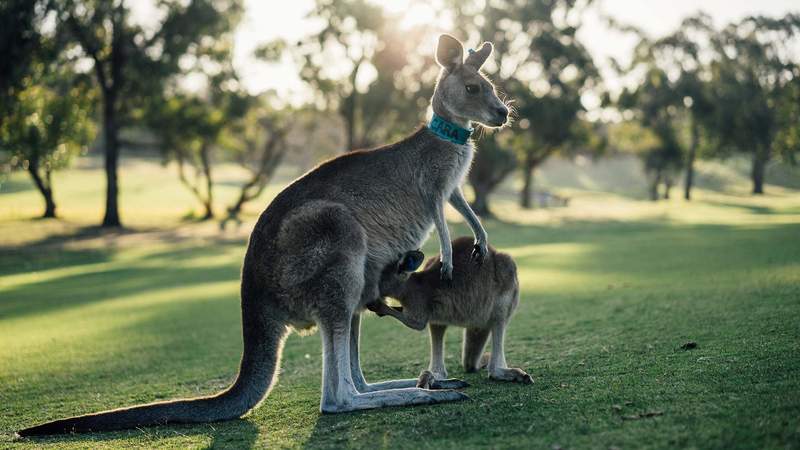 Incentive - Australien Sydney & Melbourne