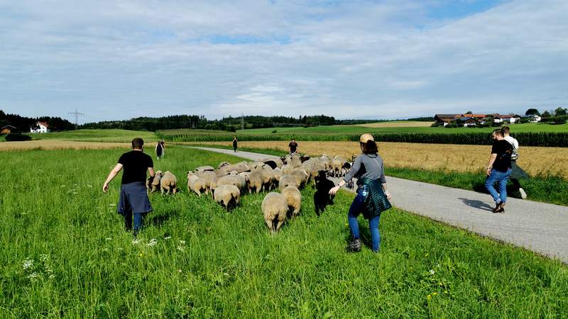 Schafe hüten als Firmenfeier Teilnehmer beim hüten der Schafe
