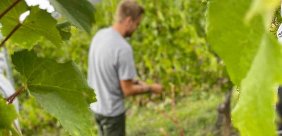 Lesehilfe - Wein statt Brille