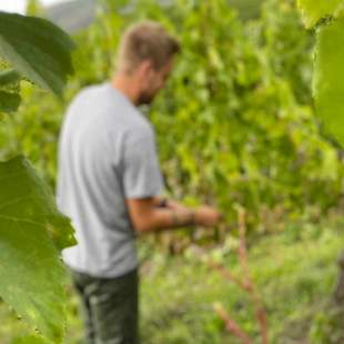 Lesehilfe - Wein statt Brille