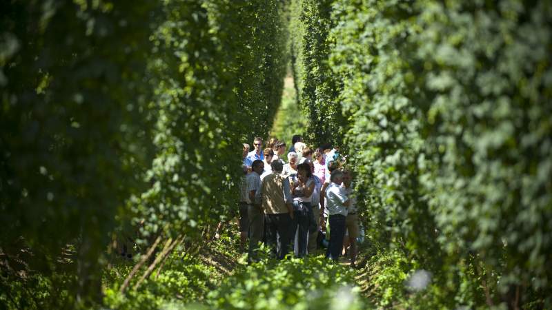 Im Reich des Hopfens