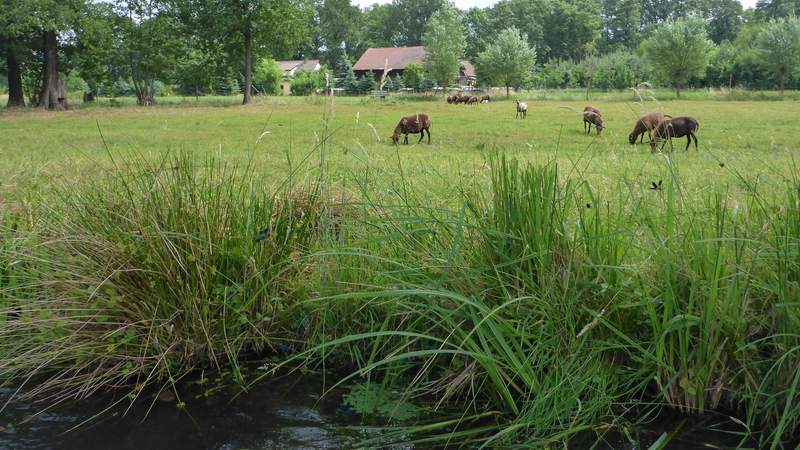 Paddeln im Spreewald