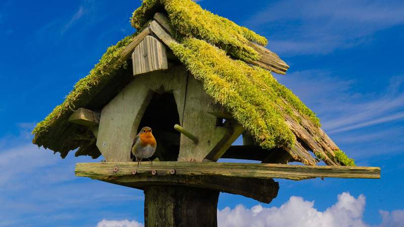 Vogelfutterhäuser bauen Teamaktivität Vogelfutterhäuser bauen
