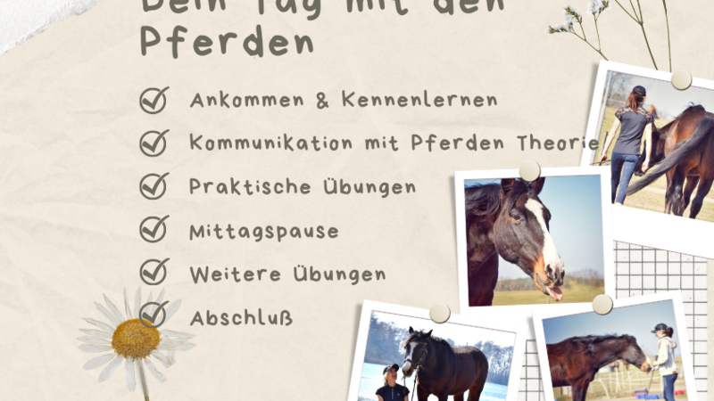 Kommunikation mit Pferden Kommunikation mit Pferden