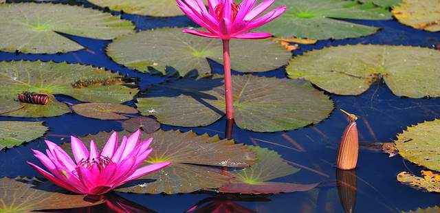 Wege zu Stressbewältigung und Gesundheit