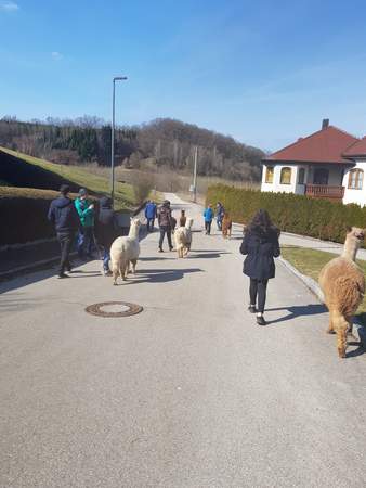 JGA bei Lamas und Alpakas + Brotzeit