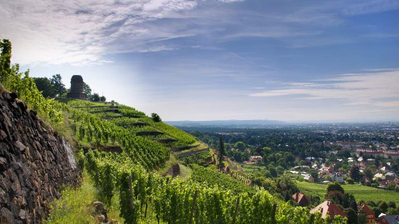 weingut, weinprobe, weinstraße, wackerbarth