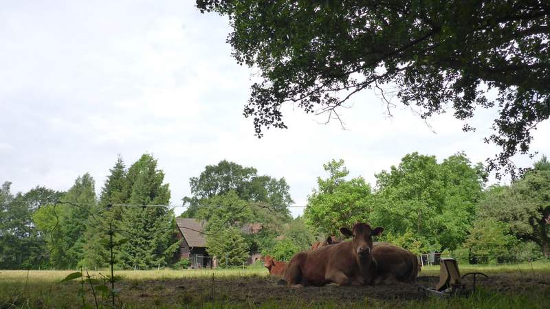 Paddeln im Spreewald