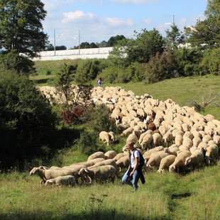 Team der Zukunft: Schafe Hüten Teambuilding