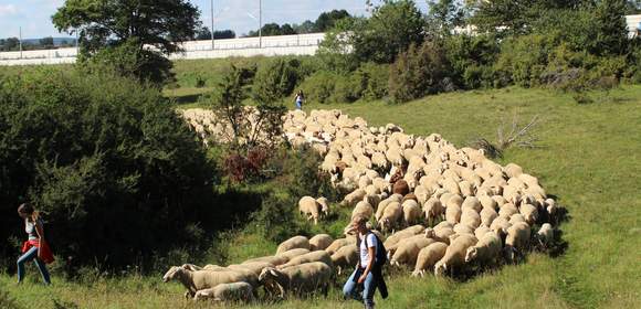 1000 Schafe Führen Teambuilding