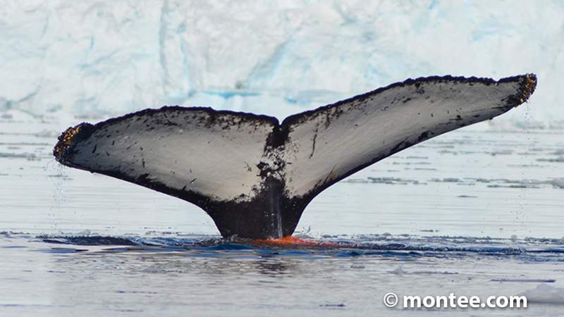 Virtuelles Escape Game Wale in der Antarktis