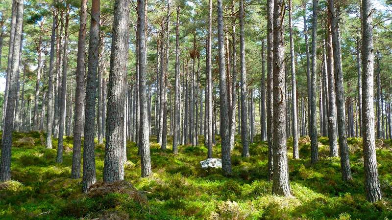 Teamaktivität: Den Wald „Klimafit“ machen